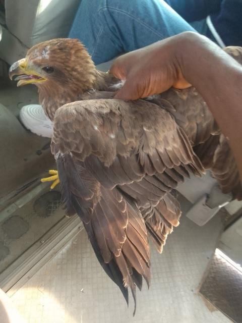 Photo: Nigerian cleric testifies after God ‘arrested a strange bird' that flew close to him