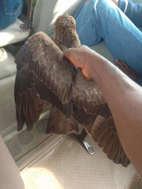 Photo: Nigerian cleric testifies after God ‘arrested a strange bird' that flew close to him