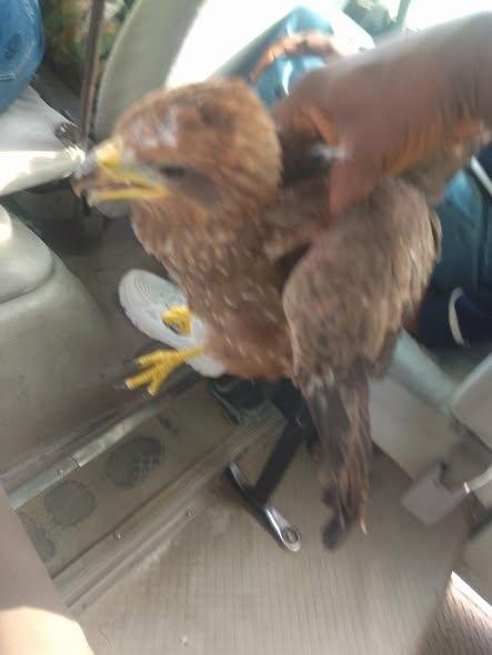 Photo: Nigerian cleric testifies after God ‘arrested a strange bird' that flew close to him